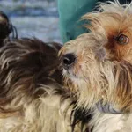 Pies do adopcji, Bełchatów, 15 grudnia 2023
