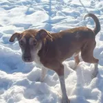 Znaleziono psa, Racławice, 9 stycznia 2024