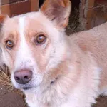 Łazik (4935), Samiec