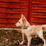 Śnieżek 616093902342035