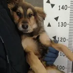 Przyjęty: 2024-01-09 Gmina: Morawica Płeć: Suka Opis: mieszaniec, brąz