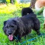 Czart (5633), Samiec