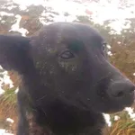 Klara (5781), Samica