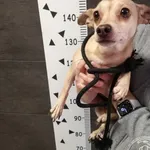 Przyjęty: 2024-01-10 Gmina: Żywiec Płeć: Suka Opis: mieszaniec, biszkoptowe