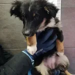 Przyjęty: 2024-01-09 Gmina: Morawica Płeć: Suka Opis: mieszaniec, tricolor