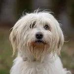 Pies do adopcji, Bełchatów, 23 listopada 2023