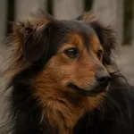 Pies do adopcji, Bełchatów, 24 listopada 2023