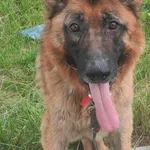 Garet (5662), Samiec