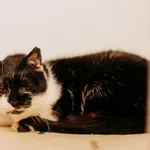 Kot do adopcji, Czartki, 11 stycznia 2024