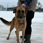 Znaleziono psa, Tatary, 11 stycznia 2024