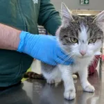 Nr: 15/2024 - Kot z Żarów