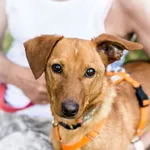 Pies do adopcji, Piła, 28 września 2023