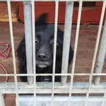 Pies do adopcji, Gorzów Wielkopolski, 3 października 2024