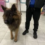 Znaleziono psa, Świdnica, 10 stycznia 2024