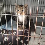Kot do adopcji, Młodolino, 11 stycznia 2024