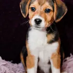 Pies do adopcji, Elbląg, 13 stycznia 2024