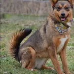 Znaleziono psa, Grudziądz, 23 sierpnia 2023