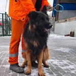 Znaleziono psa, Bydgoszcz, 12 stycznia 2024