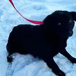 Znaleziono psa, Tatary, 15 stycznia 2024