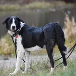 Znaleziono psa, Toruń, 7 grudnia 2023