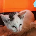 Znaleziono kota, Dąbrówka, 16 października 2023