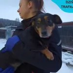 Znaleziono psa, Dąbrówka, 17 stycznia 2024