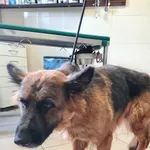 Przyjęty: 2024-01-08 Gmina: Łodygowice Płeć: Suka Opis: owczarek niemiecki, czarna podpalana