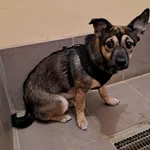 Pies do adopcji, Olsztyn, 29 grudnia 2023