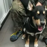 Pies odnaleziony w dniu 15.01.2024 r. przy ul. Racławickiej.