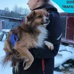 Znaleziono psa, Dąbrówka, 17 stycznia 2024
