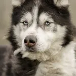 Pies do adopcji, Bełchatów, 28 listopada 2023