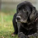 Pies do adopcji, Bełchatów, 27 grudnia 2023