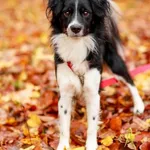 Pies do adopcji, Elbląg, 2 listopada 2023