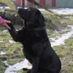 Pies do adopcji, Olsztyn, 30 grudnia 2023