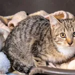Kot do adopcji, Sopot, 19 stycznia 2024