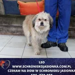 Leo