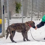 Pies do adopcji, Sopot, 19 stycznia 2024