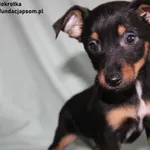 Pies do adopcji, Nowy Dwór Mazowiecki, 20 stycznia 2024