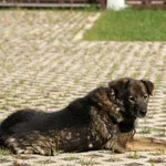 Pies do adopcji, Pabianice, 25 grudnia 2020