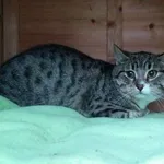 Kot do adopcji, Milanówek, 2 grudnia 2023