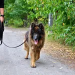 Pies do adopcji, Milanówek, 2 grudnia 2023