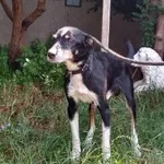 Pies do adopcji, Pabianice, 2 lipca 2022
