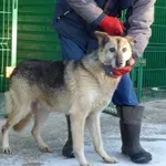 Pies do adopcji, Pabianice, 29 grudnia 2021