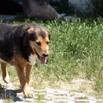 Pies do adopcji, Pabianice, 5 maja 2023