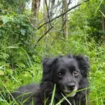 Pies do adopcji, Pabianice, 27 października 2021