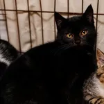 Kot do adopcji, Elbląg, 13 stycznia 2024