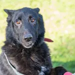 Drako OWCZAREK BELGIJSKI GROENENDAEL