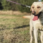 Imię: Labek Czip: 616093902282755 Płeć: samiec Wiek: styczeń 2021 Wielkość: średnio duży Kastracja/sterylizacja: tak Inne Psy: Akceptuje towarzystwo suczek i psów. Dzieci: W wieku szkolnym Charakter: 