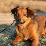 Imię: Malinka Czip: 61609390228282788 Płeć: samica Wiek: styczeń 2021 Wielkość: średnio mały Kastracja/sterylizacja: tak Inne Psy: Akceptuje towarzystwo suczek i psów. Dzieci: W wieku szkolnym Charakt