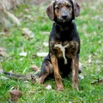 Pies do adopcji, Zgierz, 23 grudnia 2023